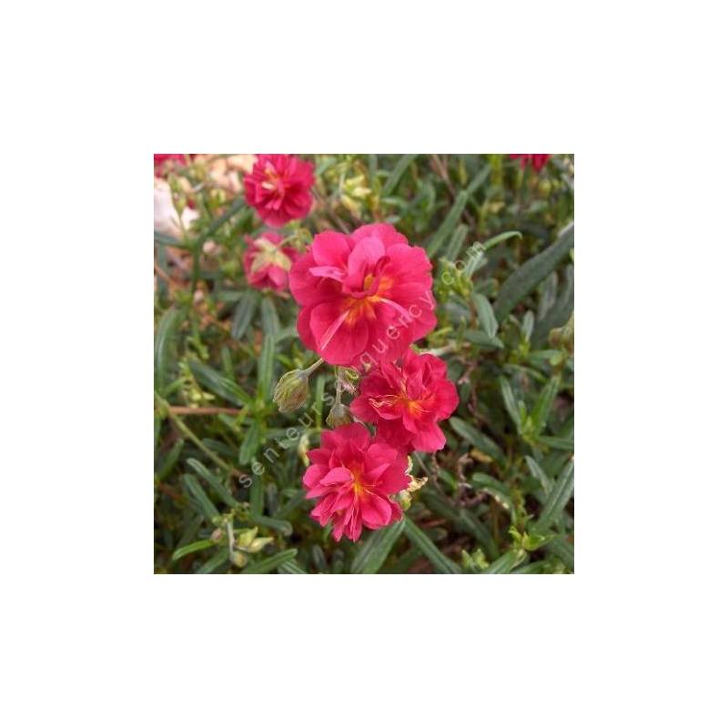 Helianthemum 'Cerise Queen' - Hélianthème à fleur rouge double