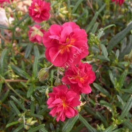 Helianthemum 'Cerise Queen' - Hélianthème à fleur rouge double