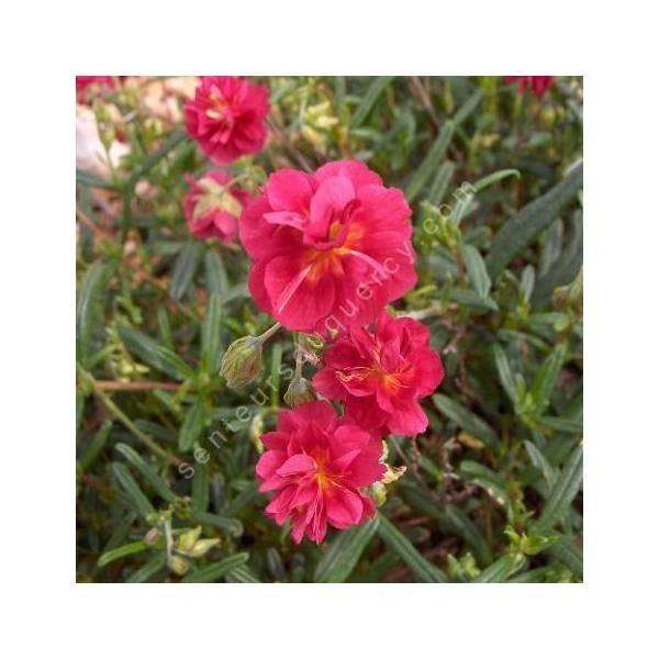 Helianthemum 'Cerise Queen' - Hélianthème à fleur rouge double