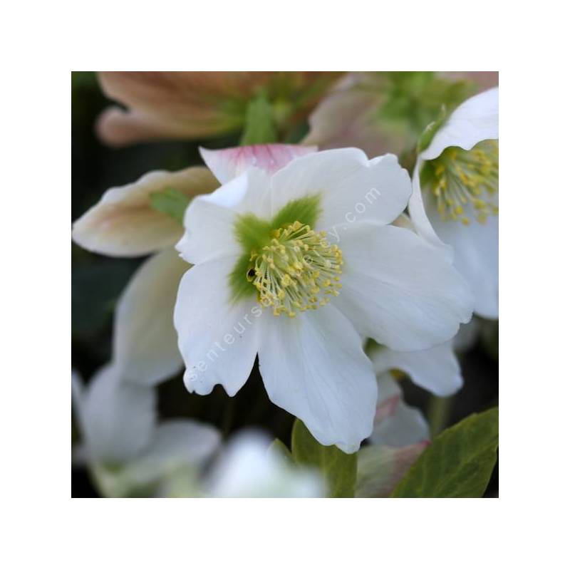 Helleborus niger - Rose de Noël