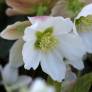 Helleborus niger - Rose de Noël