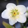 Helleborus niger - Rose de Noël
