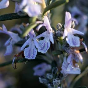 Rosmarinus officinalis 'Paris' - Romarin