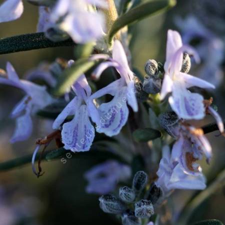 Rosmarinus officinalis 'Paris' - Romarin