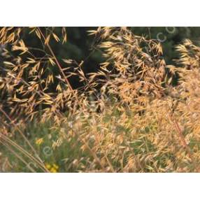 Stipa gigantea, Stipe géante