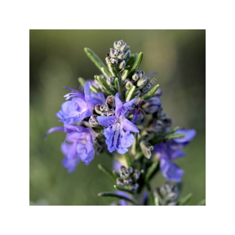 Rosmarinus officinalis 'Blue Lagoon' - Romarin prostré