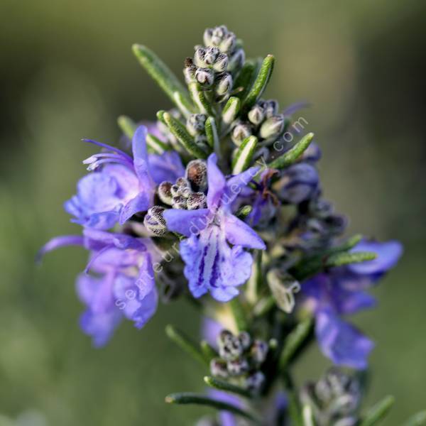 Rosmarinus officinalis 'Blue Lagoon' - Romarin prostré