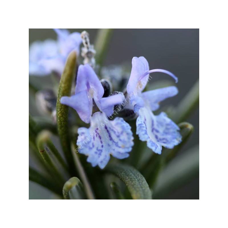 Rosmarinus officinalis 'Iden Blue Boy' - Romarin