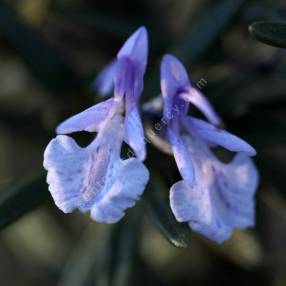 Rosmarinus officinalis 'Gorizia' - Romarin