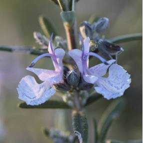 Rosmarinus officinalis 'Gorizia' - Romarin