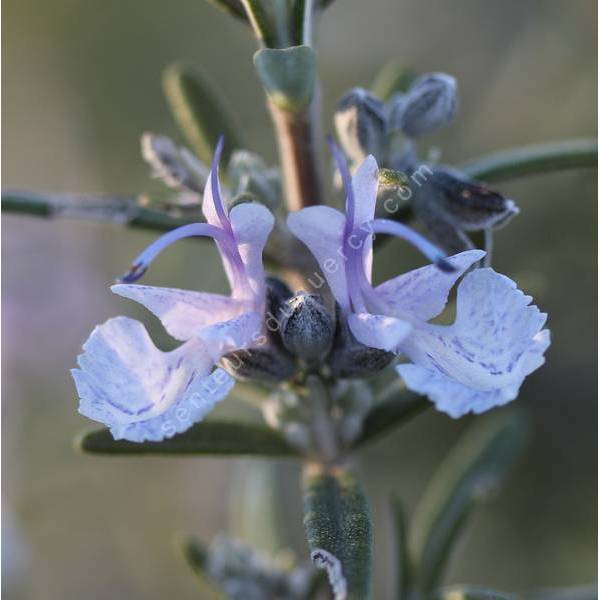 Rosmarinus officinalis 'Gorizia' - Romarin