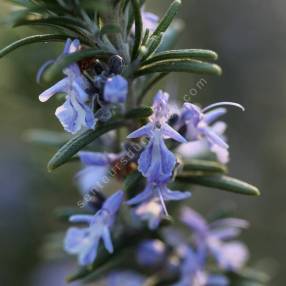 Rosmarinus officinalis 'Primley Blue' - Romarin bleu