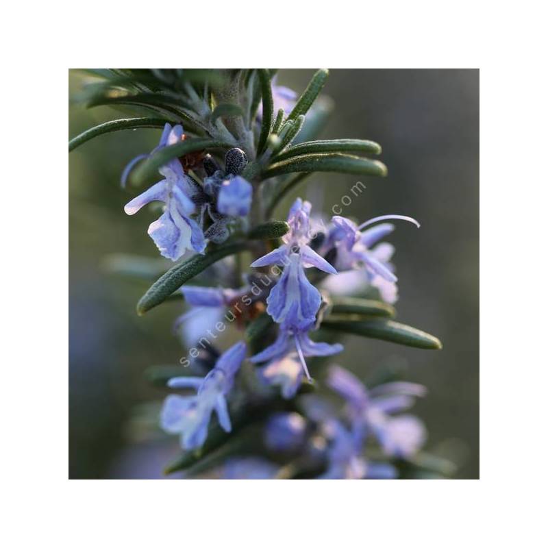 Rosmarinus officinalis 'Primley Blue' - Romarin bleu