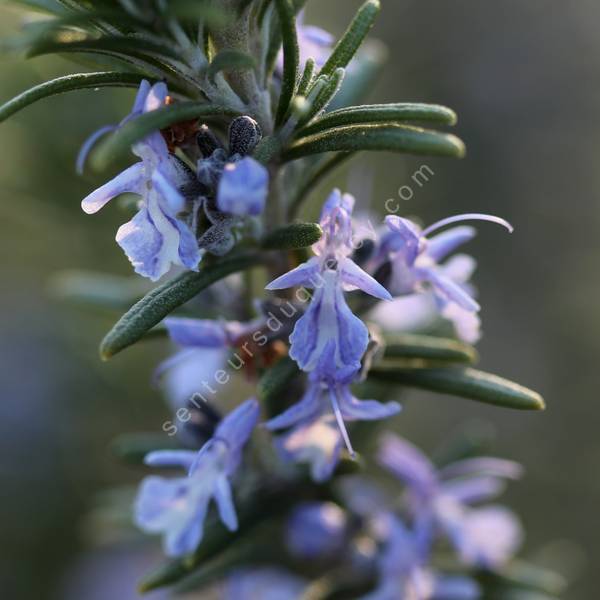 Rosmarinus officinalis 'Primley Blue' - Romarin bleu pour terrain sec