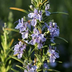 Rosmarinus officinalis 'Alderney' - Romarin