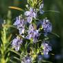 Rosmarinus officinalis 'Alderney' - Romarin