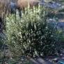 Rosmarinus officinalis 'Albiflorus' - Romarin à fleurs blanches