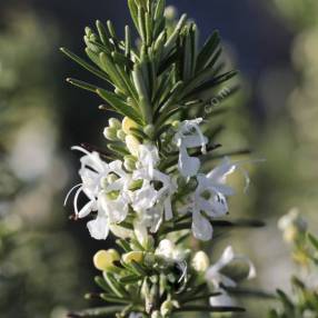 Rosmarinus officinalis 'Albiflorus' - Romarin à fleurs blanches