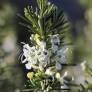 Rosmarinus officinalis 'Albiflorus' - Romarin à fleurs blanches