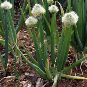 Allium fistulosum - Cébette ou Oignon vivace