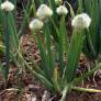 Allium fistulosum - Cébette ou Oignon vivace