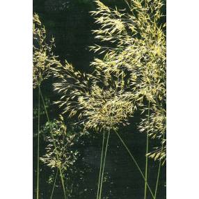 Stipa gigantea, Stipe géante