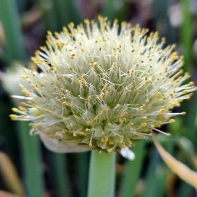 Allium fistulosum - Cébette ou Oignon vivace