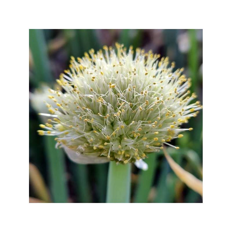 Allium fistulosum - Cébette ou Oignon vivace