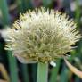 Allium fistulosum - Cébette ou Oignon vivace