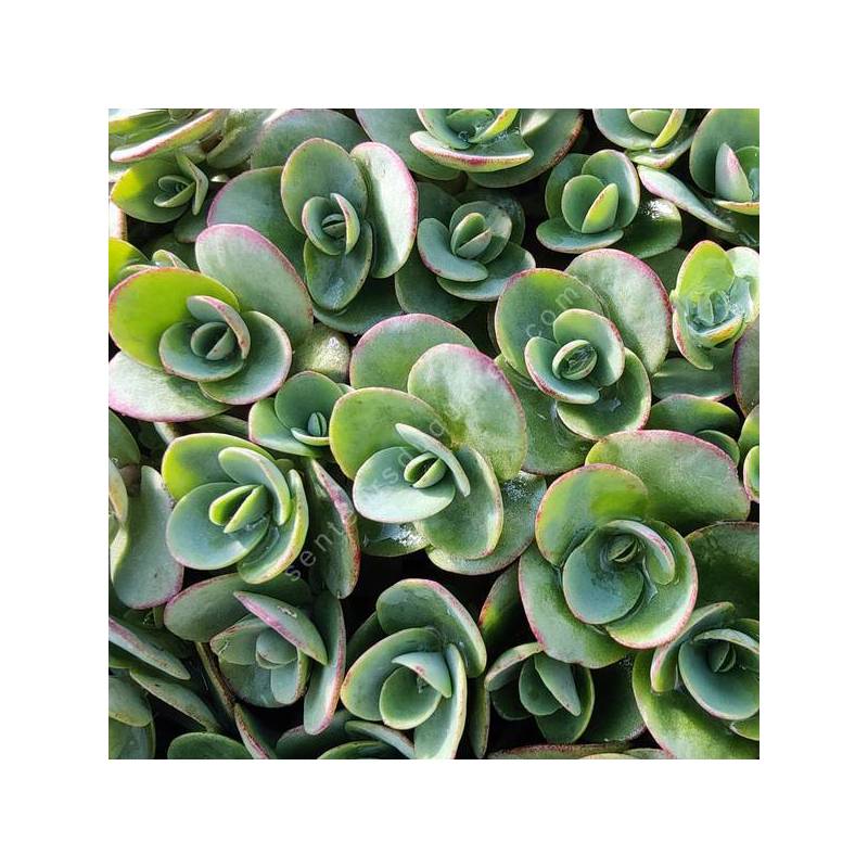 Sedum 'Lime Zinger'