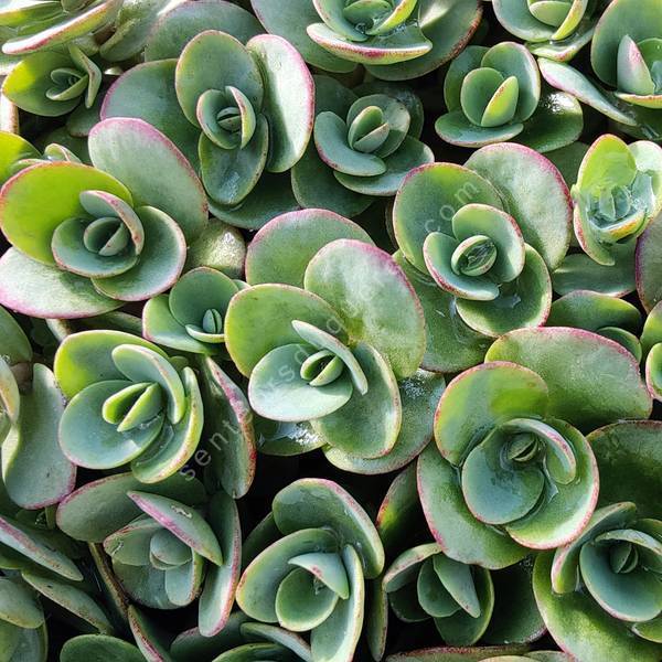 Sedum 'Lime Zinger' Sedum 'Lime Zinger'