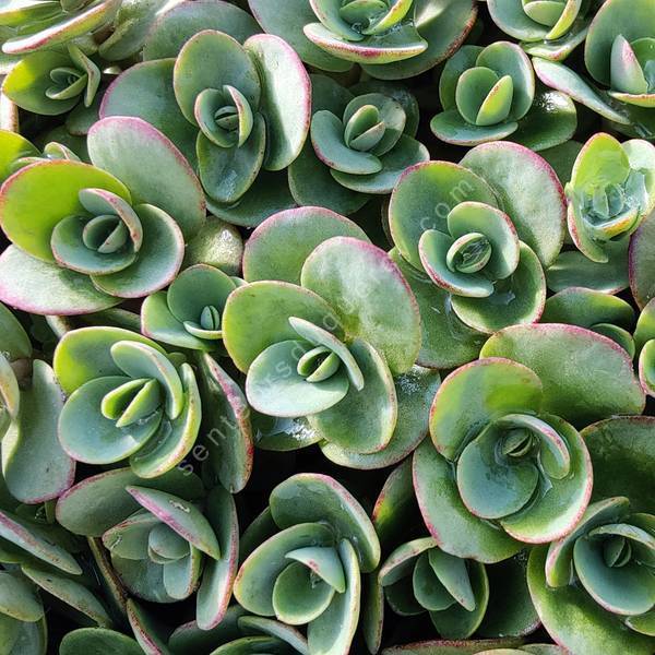 Sedum 'Lime Zinger'