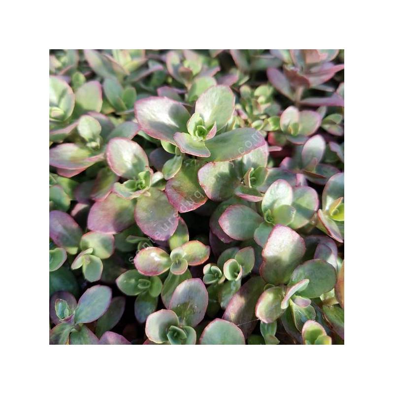 Sedum 'Cherry Tart’