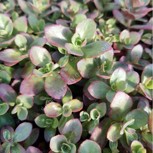 Sedum 'Cherry Tart’