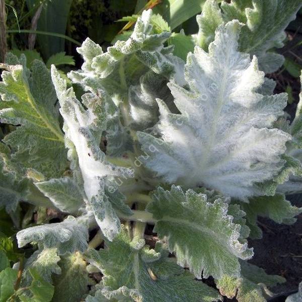 Salvia aethiopis - Sauge d'Éthiopie