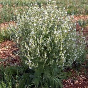 Salvia aethiopis - Sauge d'Éthiopie