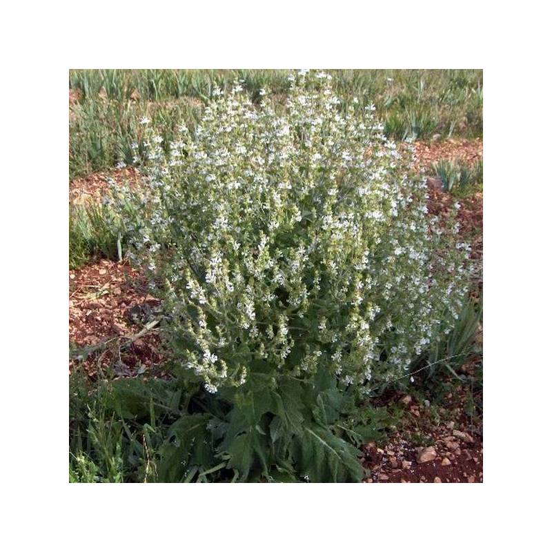 grand candélabre de Salvia aethiopis - Sauge d'Éthiopie