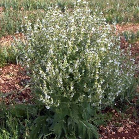 grand candélabre de Salvia aethiopis - Sauge d'Éthiopie