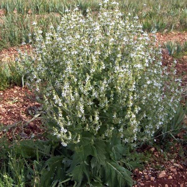 grand candélabre de Salvia aethiopis - Sauge d'Éthiopie