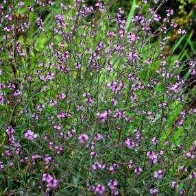 Verbena officinalis 'Bampton' - Verveine officinale