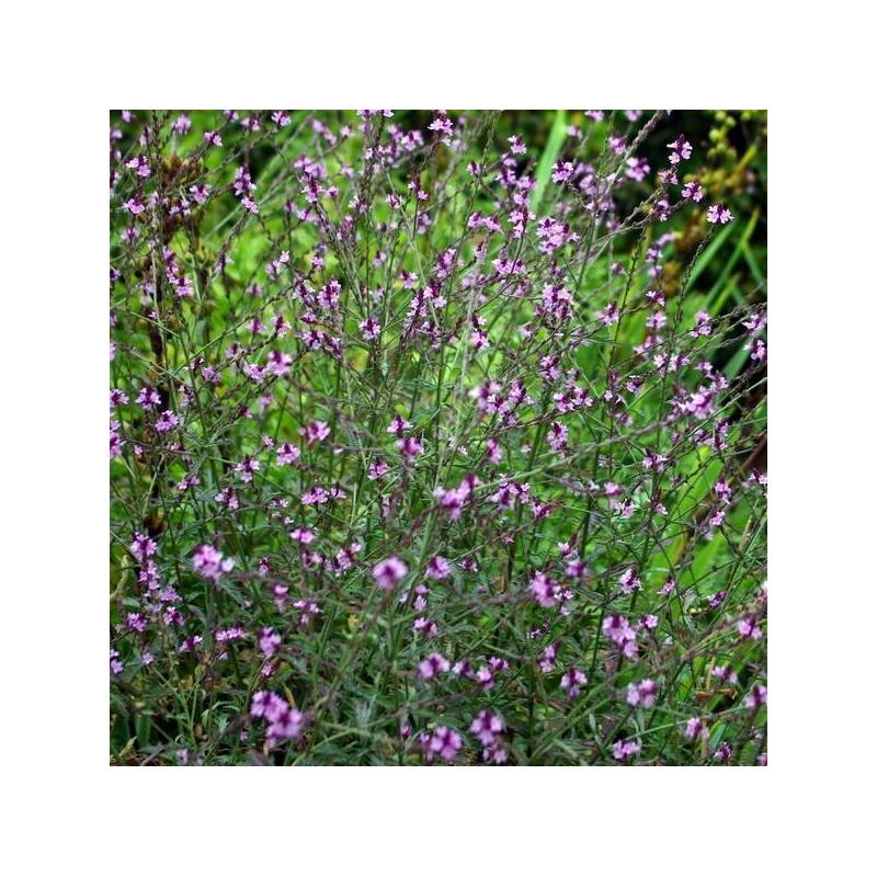 Verbena officinalis 'Bampton' - Verveine officinale