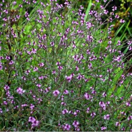 Verbena officinalis 'Bampton' - Verveine officinale