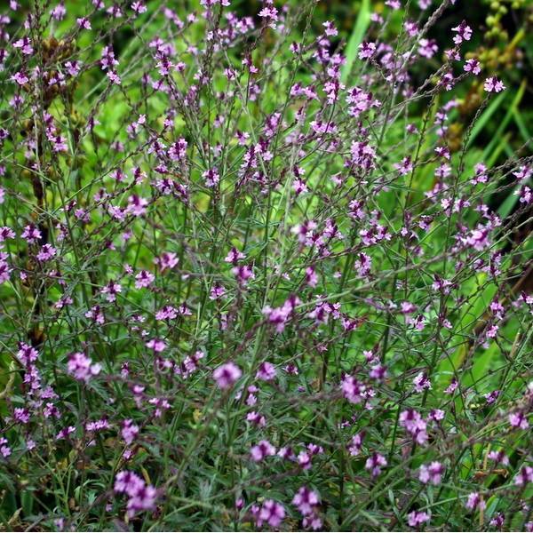 Verbena officinalis 'Bampton' - Verveine officinale