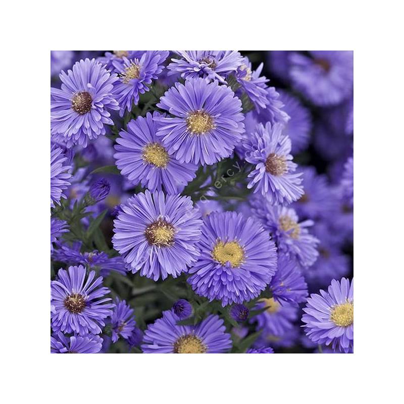 Aster novi-belgii 'Marie Ballard'