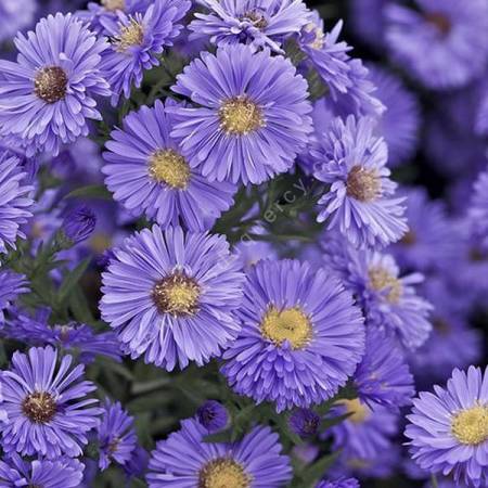 Aster novi-belgii 'Marie Ballard'