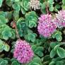 Sedum ewersii - Orpin de l'Himalaya