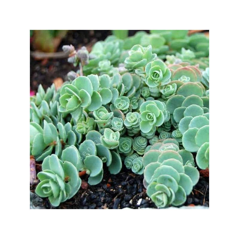 Sedum ewersii - Orpin de l'Himalaya