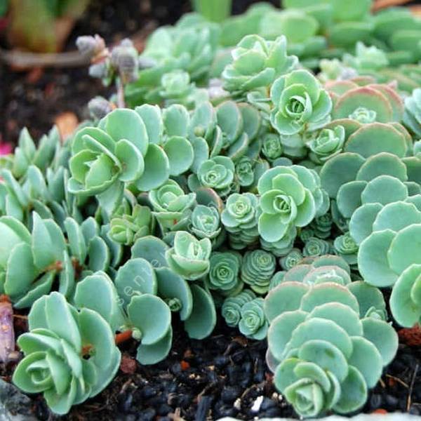 Sedum ewersii - Orpin de l'Himalaya Sedum ewersii - Orpin de l'Himalaya