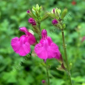 Sauge arbustive rose - Salvia 'Trewithen'