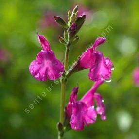 Tige de Salvia 'Trewithen' - Sauge arbustive rose